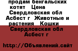 продам бенгальских котят › Цена ­ 8 000 - Свердловская обл., Асбест г. Животные и растения » Кошки   . Свердловская обл.,Асбест г.